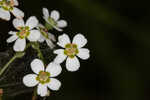 Summer spurge